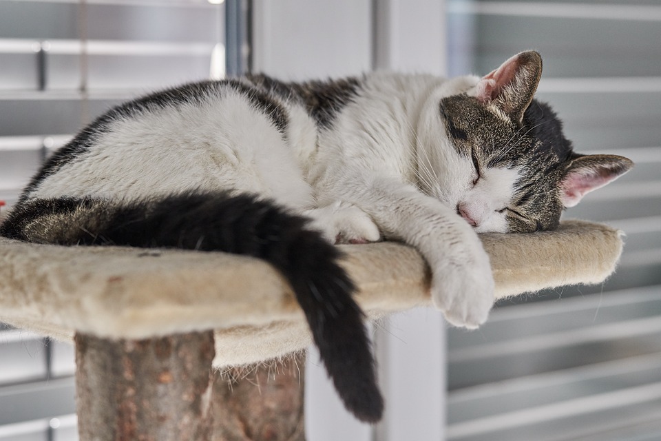 Comment créer un bon environnement pour son chat ?