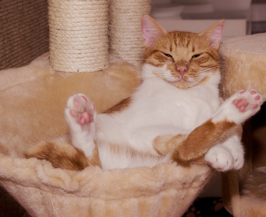 Vous consultez actuellement Comment créer un bon environnement pour son chat &nbsp;?
