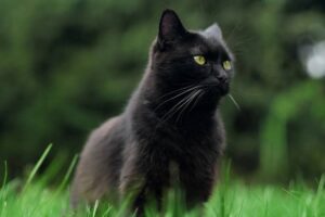 Lire la suite à propos de l’article Les astuces pour faire prendre un médicament à son chat