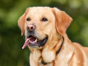 Lire la suite à propos de l’article Les précautions à prendre avec son chien durant l&rsquo;été
